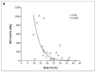 成人における褐色脂肪細胞の同定及び重要性グラフB