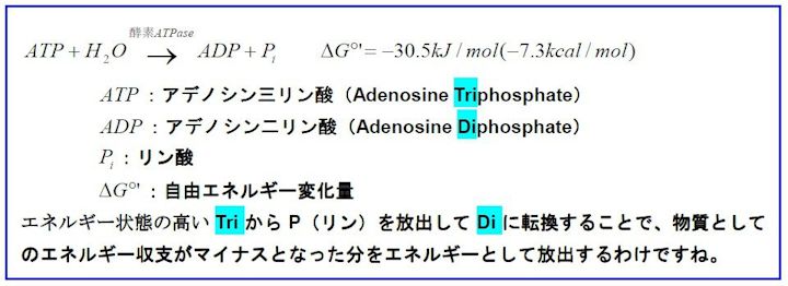 ATP（アデノシン三リン酸）反応式