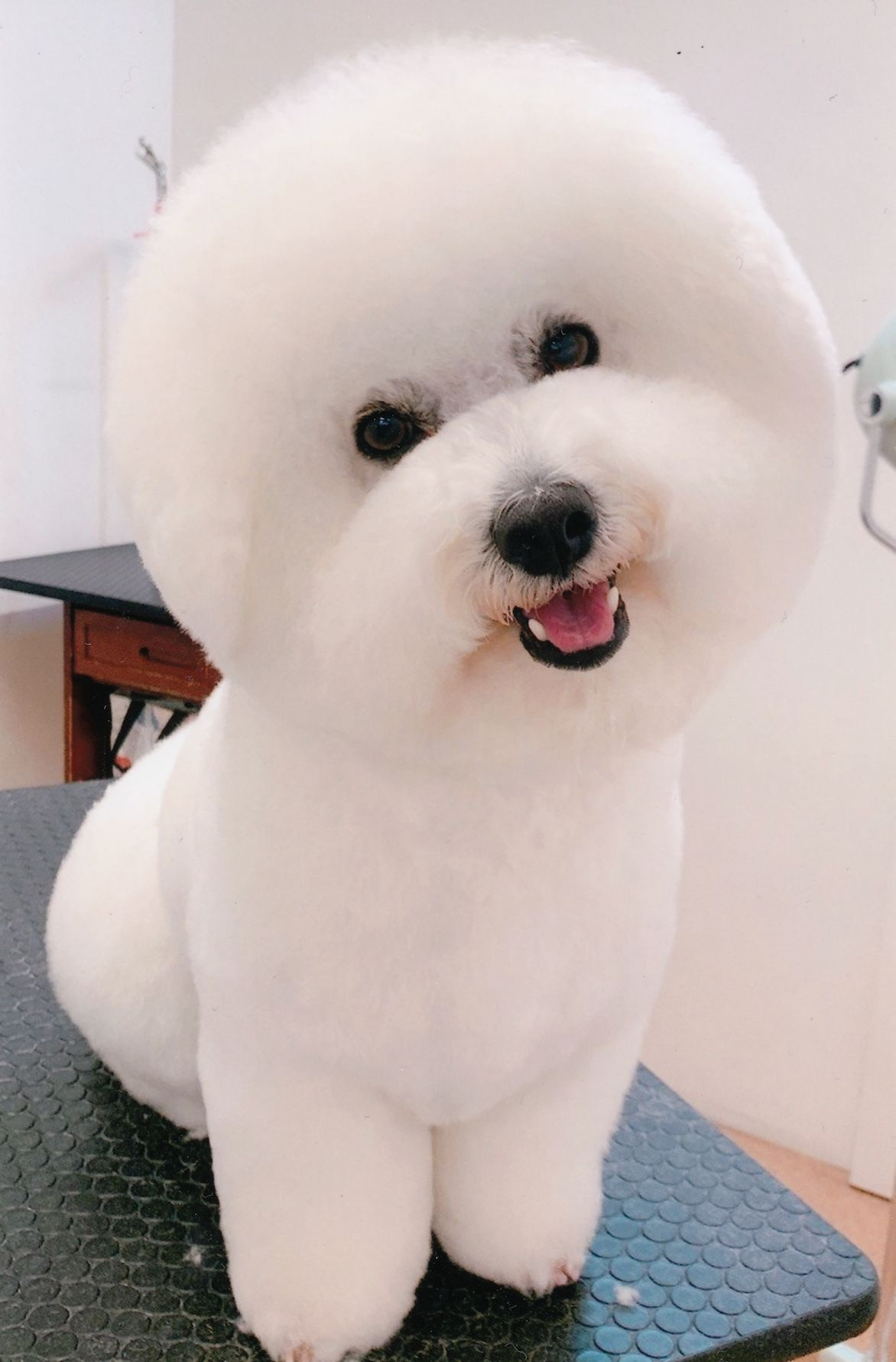 ビションフリーゼのアトム君