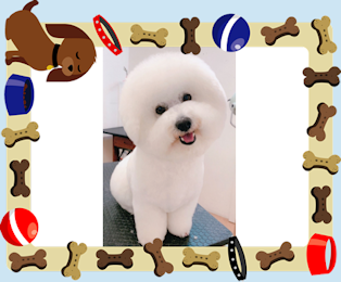 ビションフリーゼのアトム君