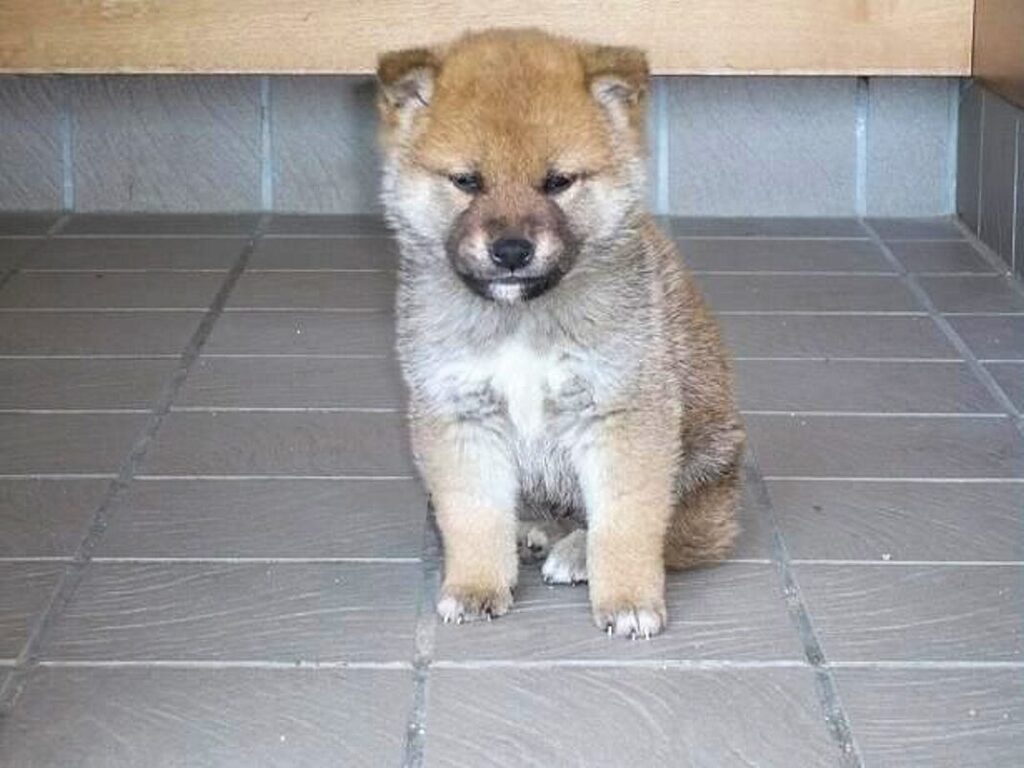 ようこそ我が家へ！柴犬ラプラス号