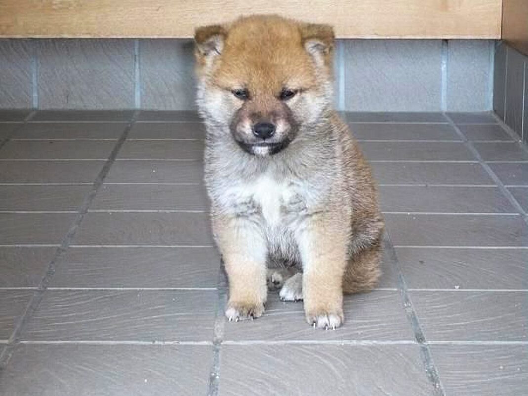 ようこそ我が家へ！柴犬ラプラス号
