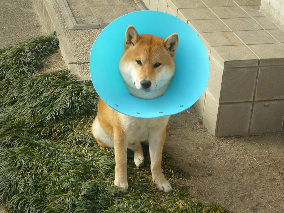 柴犬ラプラス号 去勢する