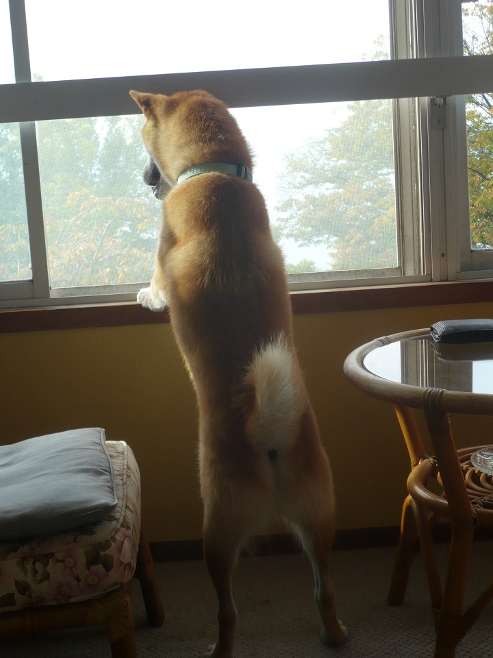 ペットと泊まれる素敵な屋島の宿 桃太郎
