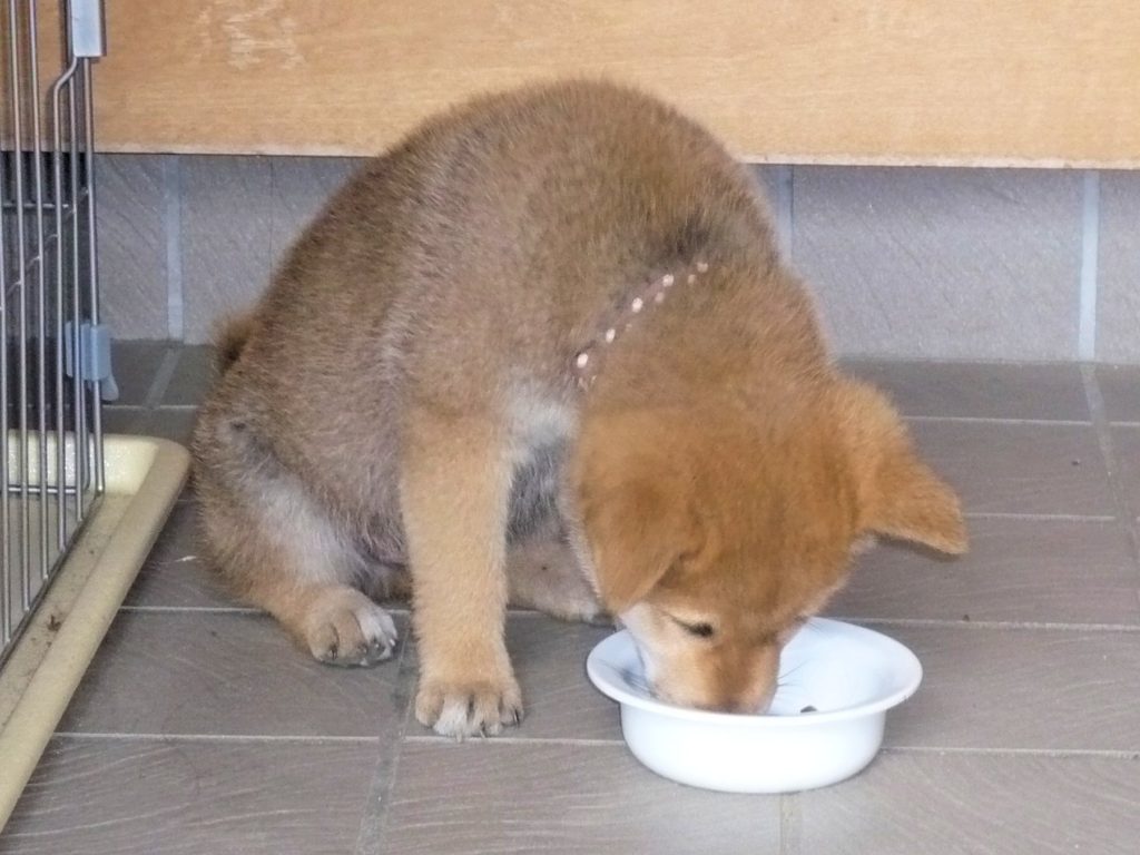 柴犬のベストフードを求めて