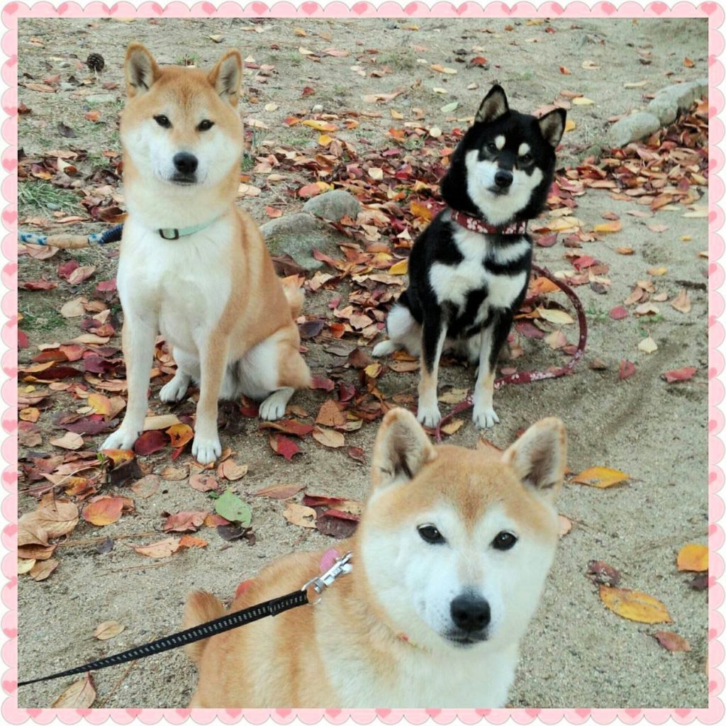 ガンで亡くなった柴犬 京ちゃん、熱中症で亡くなった柴犬 アオ君へ～ありがとう そして さようなら