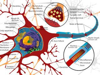ニューロンのシナプス結合