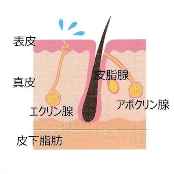 汗腺のイメージ：エクリン腺とアポクリン腺