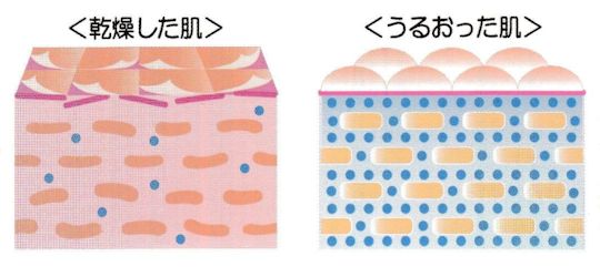 乾燥した肌と潤った肌の相違イメージ