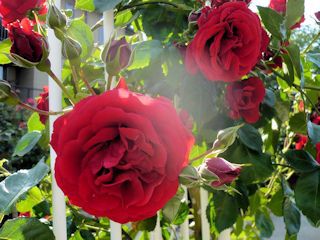 完全数・友愛数・婚約数