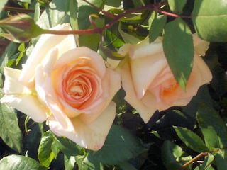 完全数・友愛数・婚約数