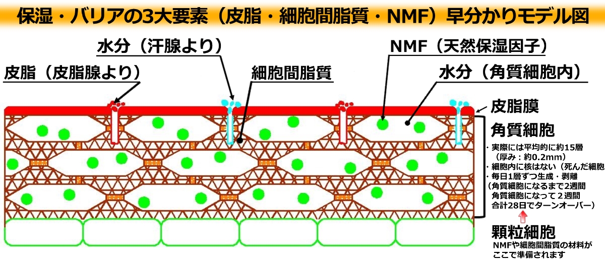 乾燥肌ケアに重要な役割を果たす役者たち？